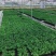 三药槟榔种苗棕榈科植物盆栽花卉室内常绿植物