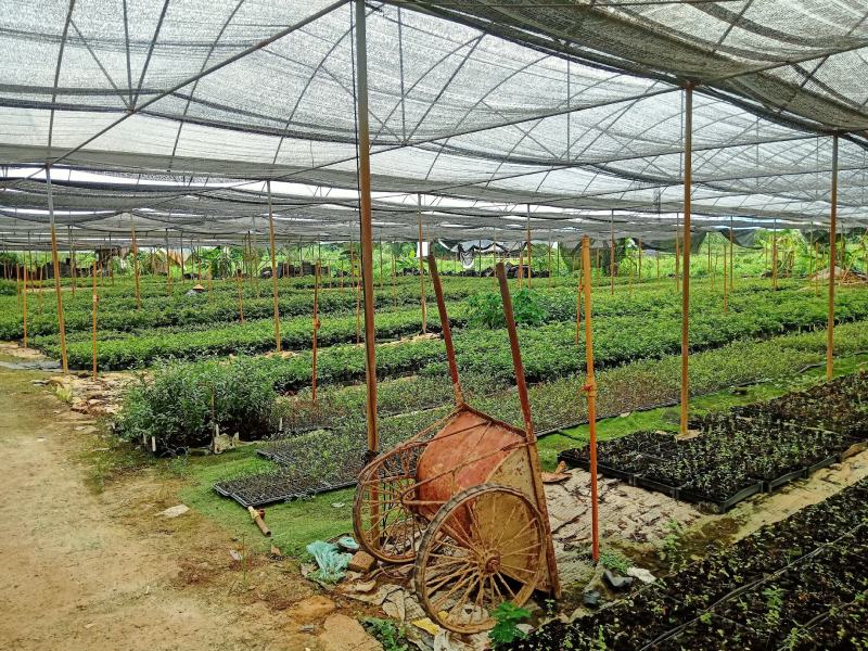 三药槟榔种苗棕榈科植物盆栽花卉室内常绿植物