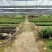 三药槟榔种苗棕榈科植物盆栽花卉室内常绿植物