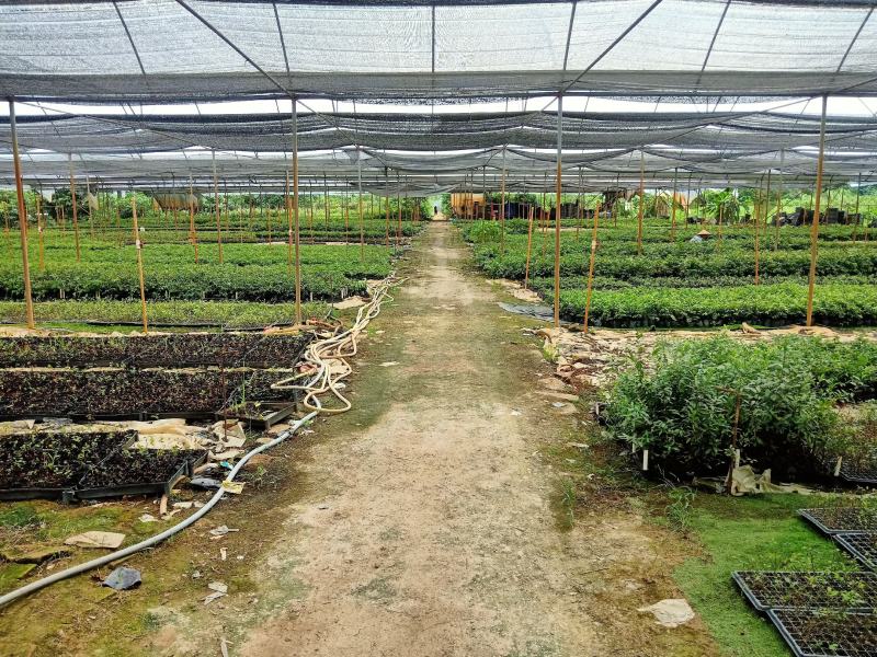 三药槟榔种苗棕榈科植物盆栽花卉室内常绿植物