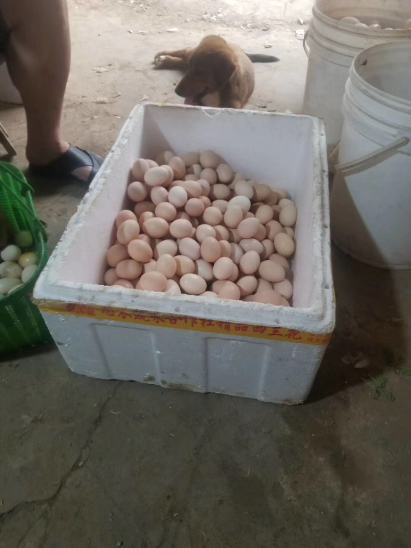 土鸡蛋粉蛋质量上乘价格合理按需包装价优