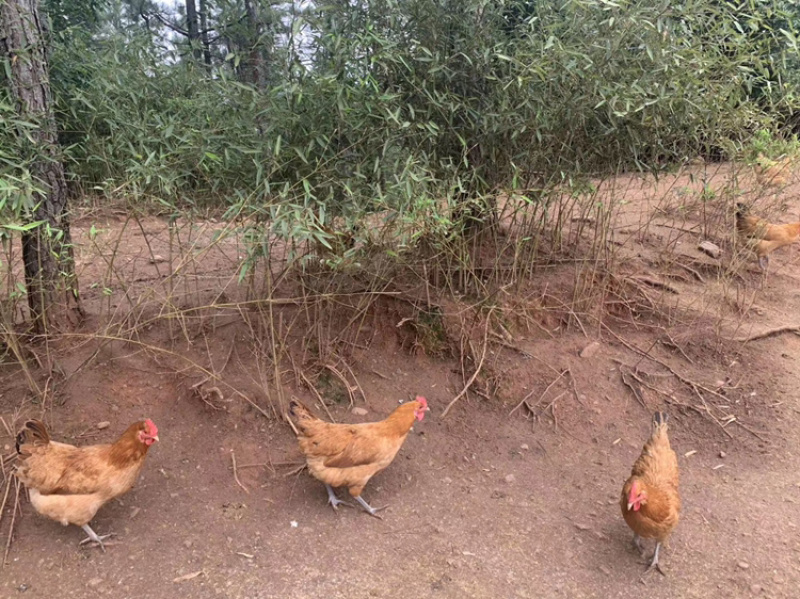土鸡蛋粉蛋质量上乘价格合理按需包装价优