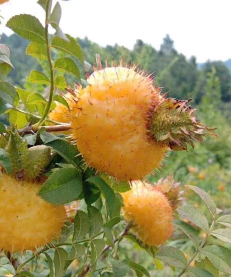 新鲜刺梨，基地直发，现货