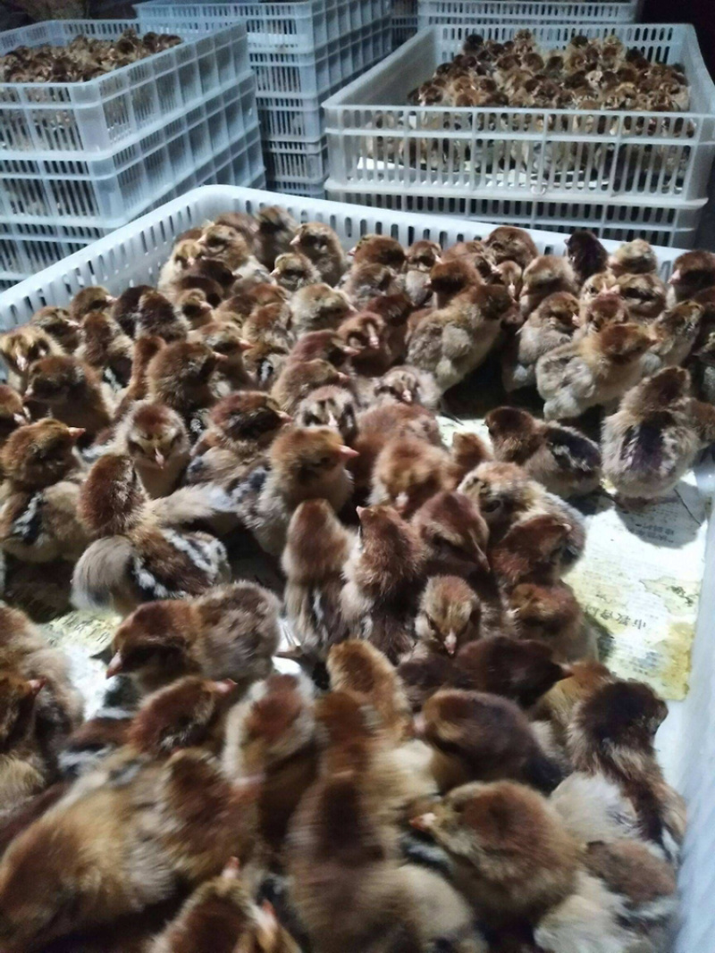 常年出售各种鸡鸭鹅苗高价回收