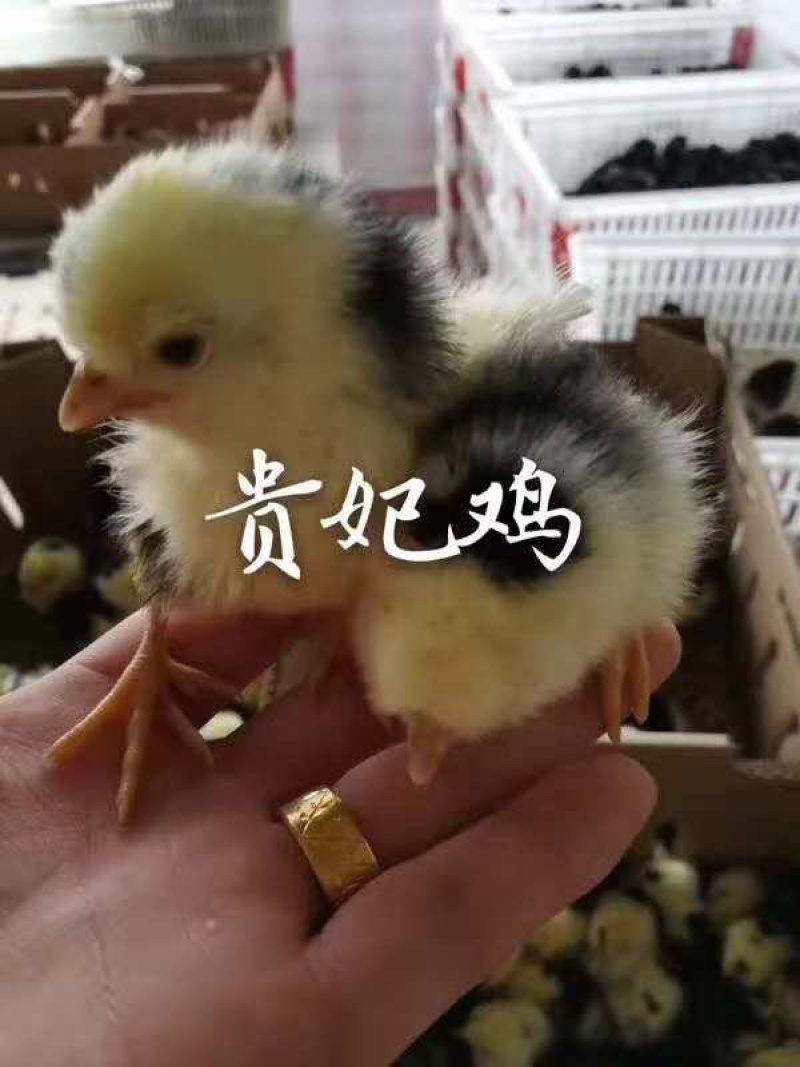 常年出售各种鸡鸭鹅苗高价回收
