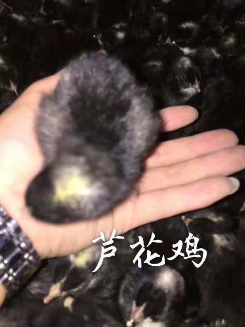 常年出售各种鸡鸭鹅苗高价回收