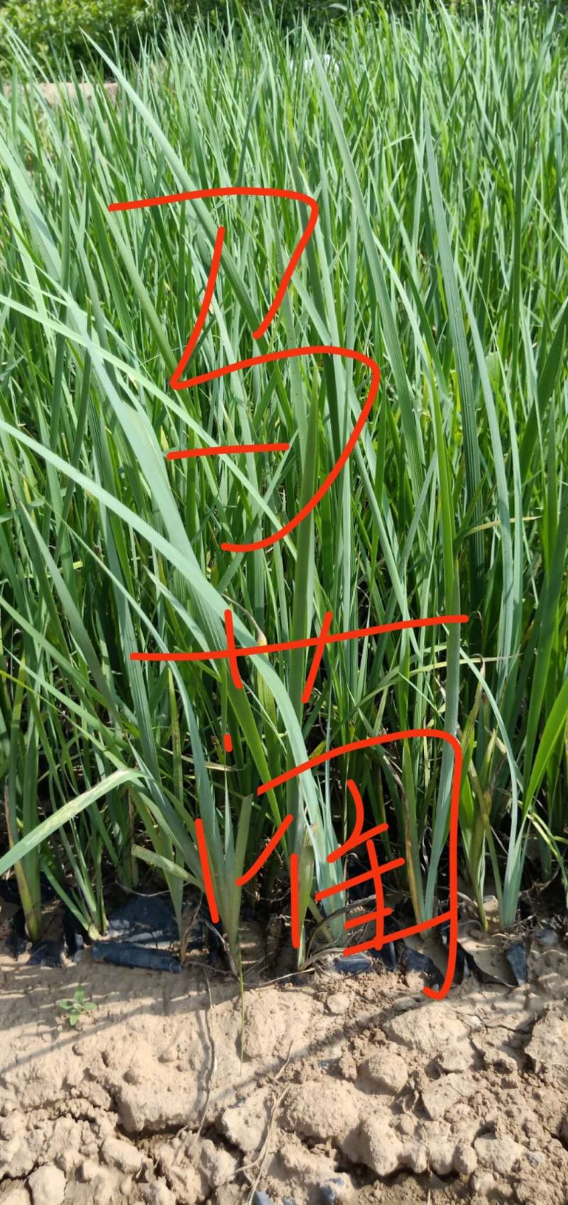 万寿菊，各种草花绿化苗木，上市中