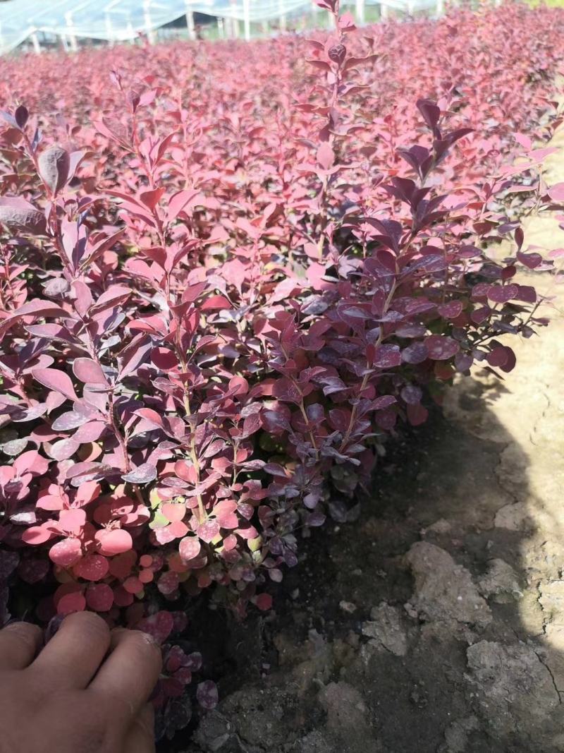 万寿菊，各种草花绿化苗木，上市中