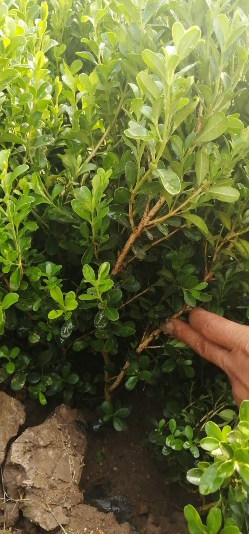 万寿菊，各种草花绿化苗木，上市中