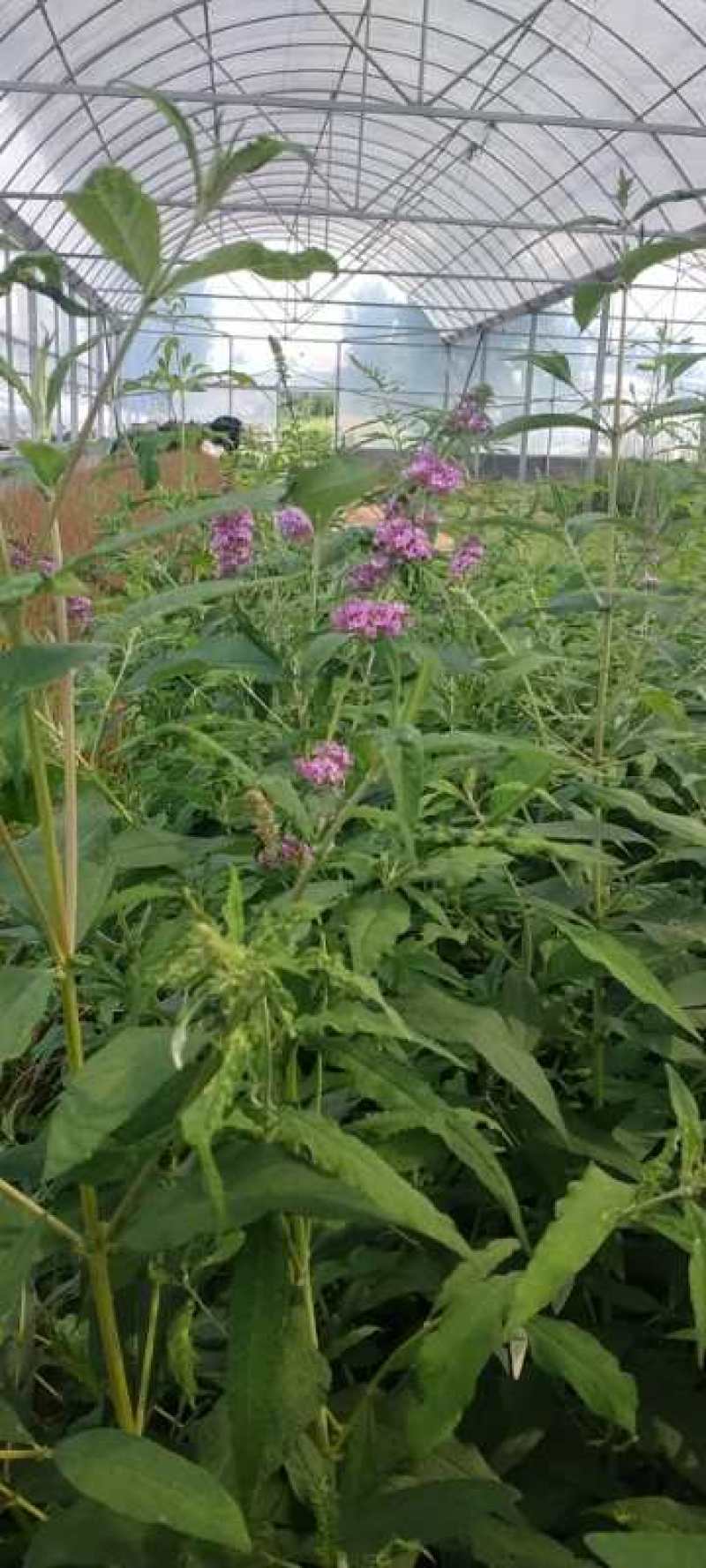 万寿菊，各种草花绿化苗木，上市中