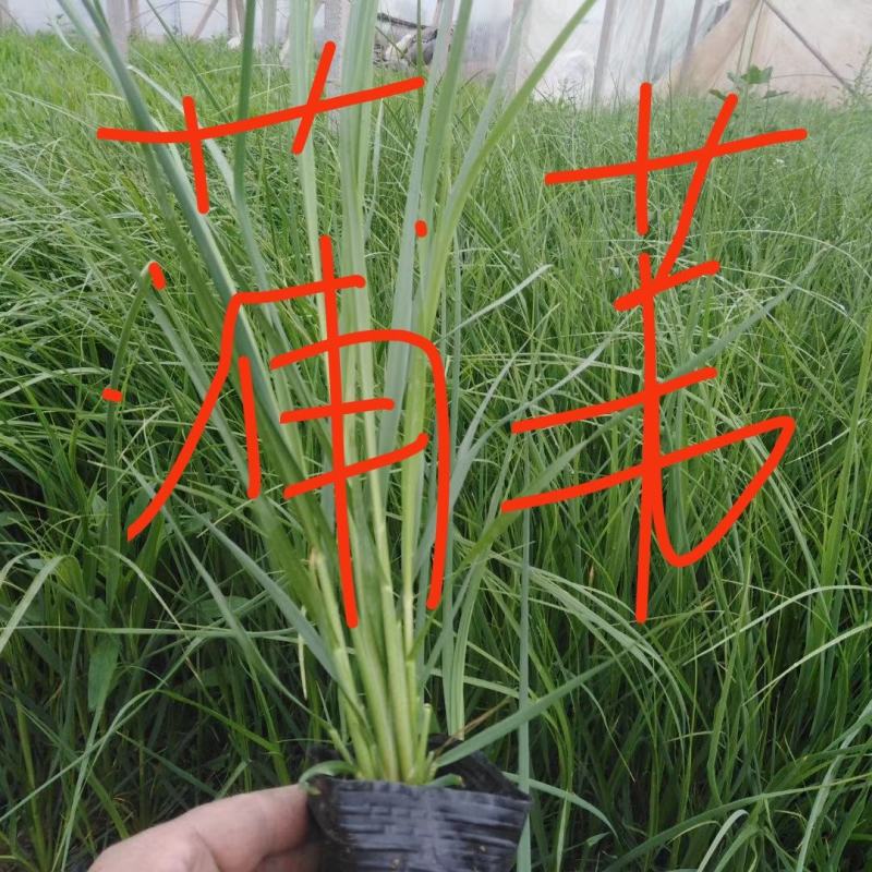 万寿菊，各种草花绿化苗木，上市中