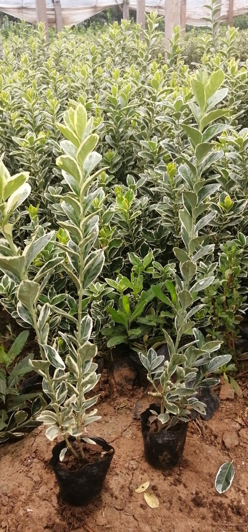万寿菊，各种草花绿化苗木，上市中