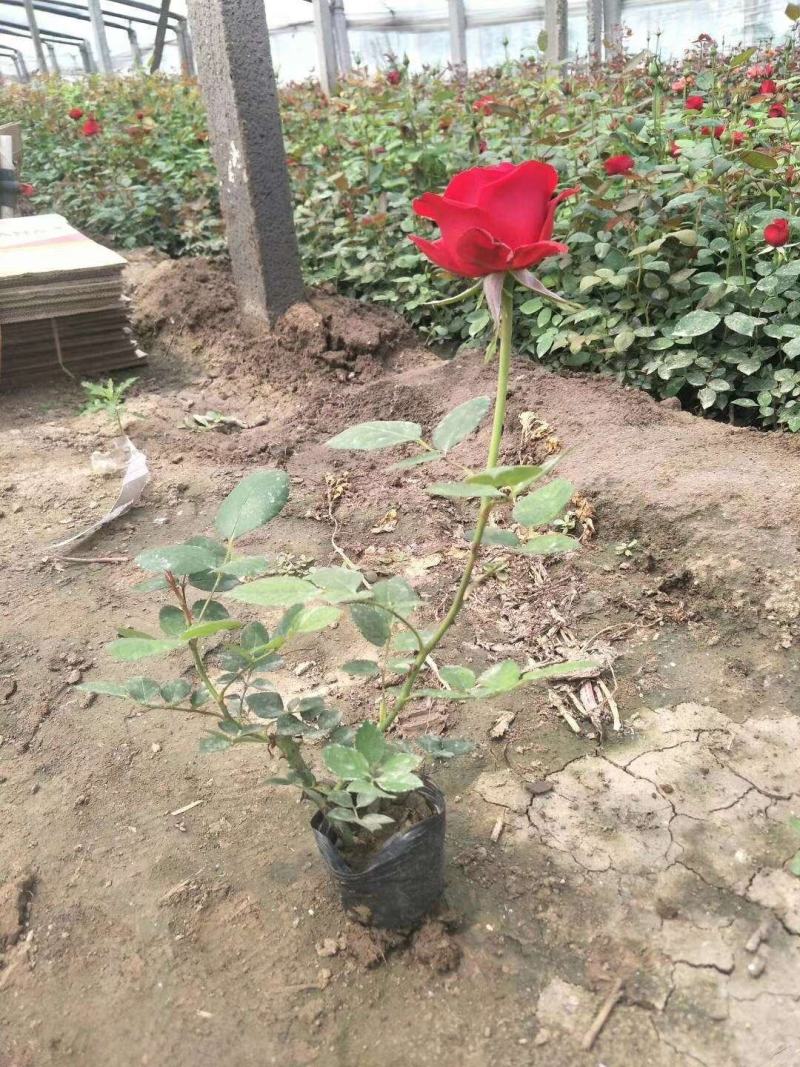 万寿菊，各种草花绿化苗木，上市中