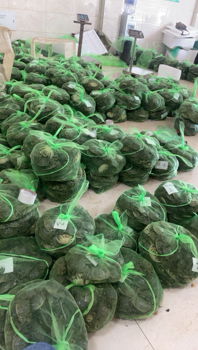 洪泽湖大闸蟹。下单找我
