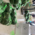 洪泽湖大闸蟹。下单找我