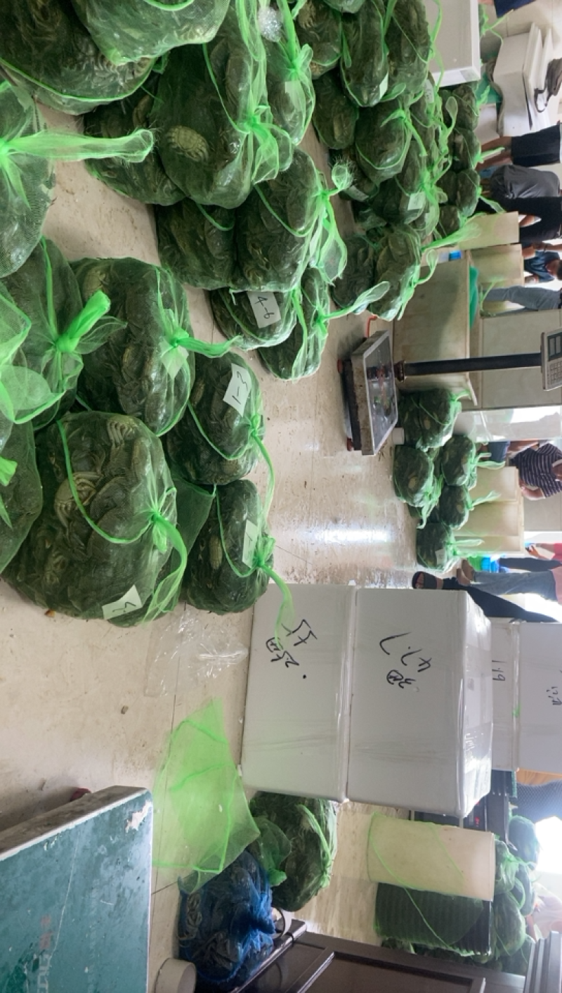 洪泽湖大闸蟹。下单找我