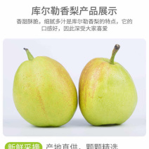 新疆库尔勒优质香梨寻找全国采购商