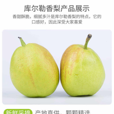 新疆库尔勒优质香梨寻找全国采购商