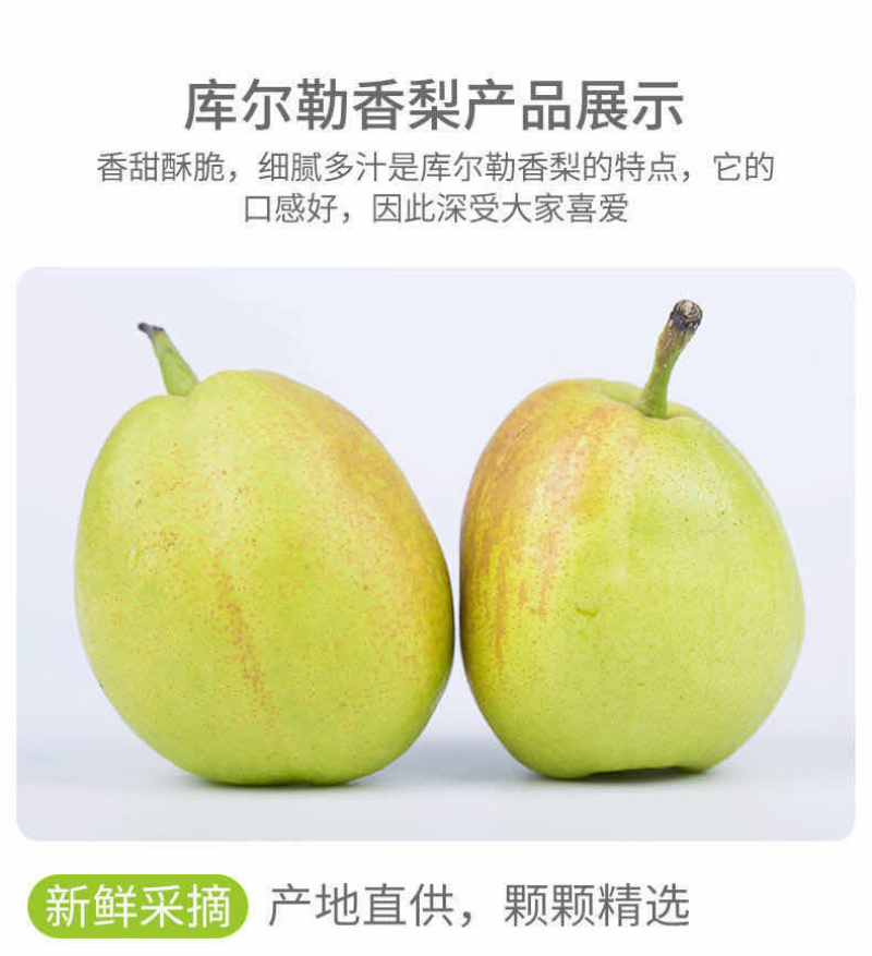 新疆库尔勒优质香梨寻找全国采购商
