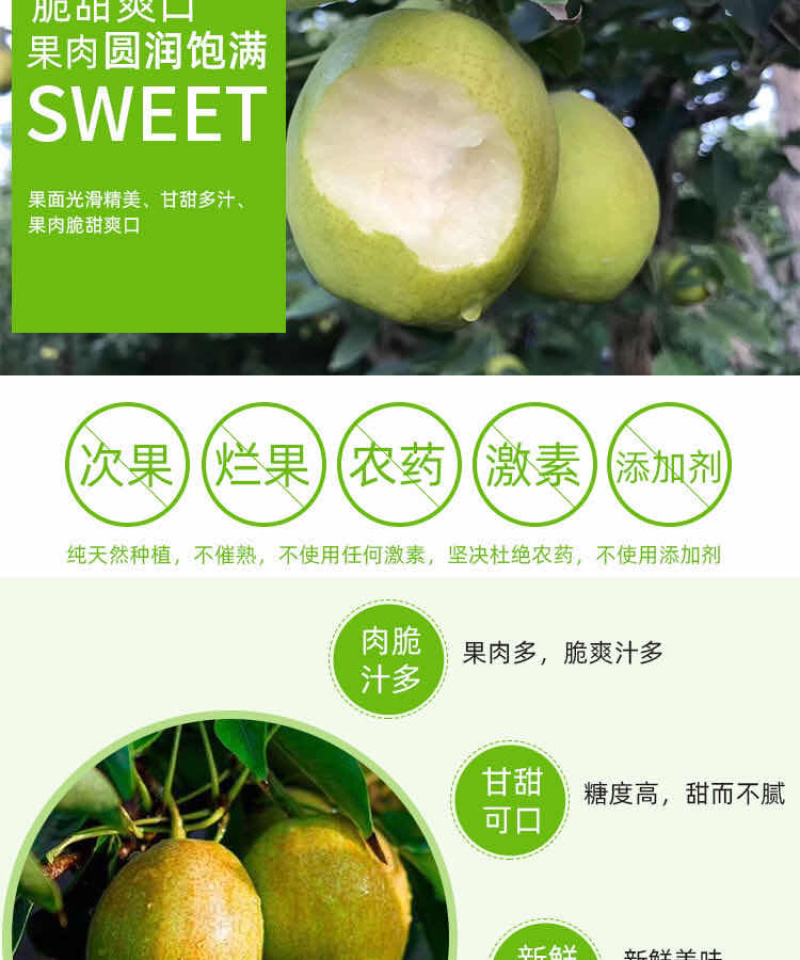 新疆库尔勒优质香梨寻找全国采购商