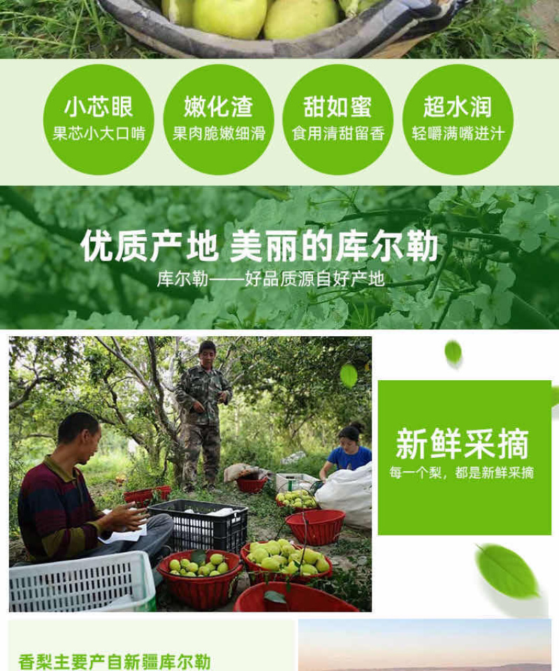 新疆库尔勒优质香梨寻找全国采购商