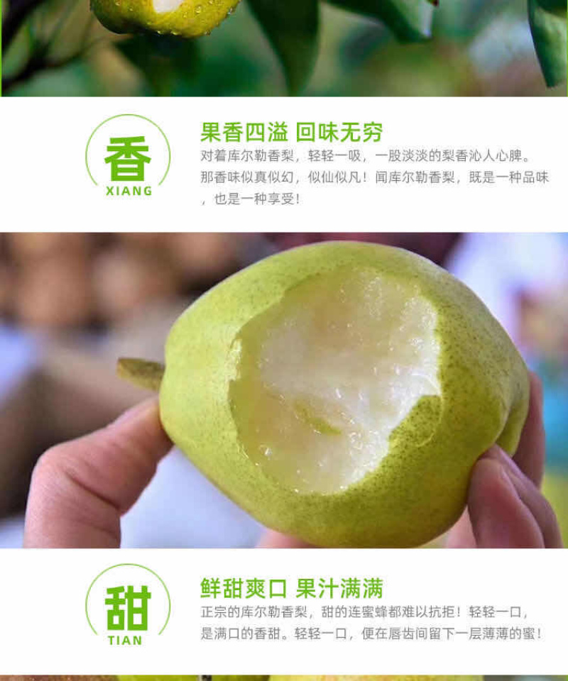 新疆库尔勒优质香梨寻找全国采购商