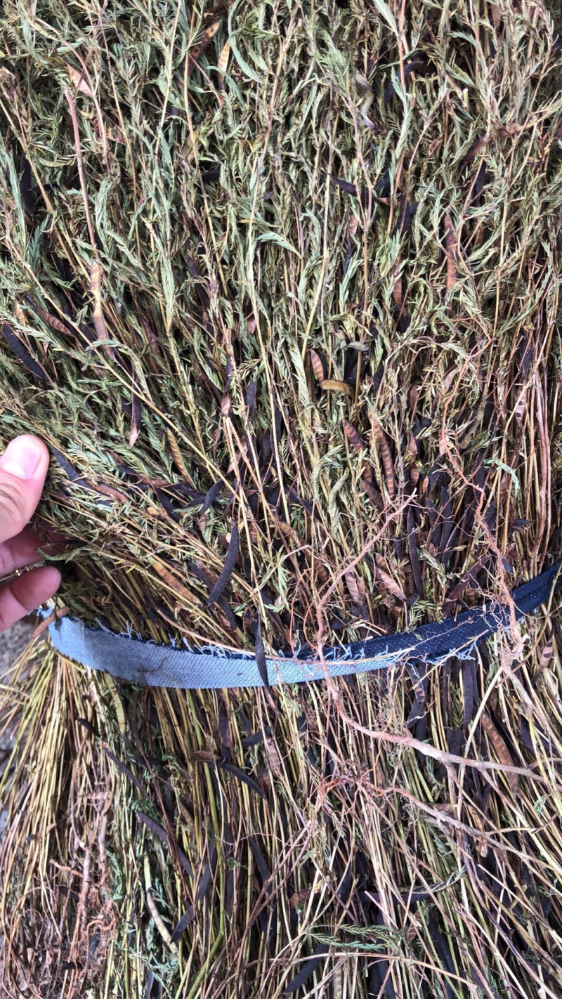 新货广西软肝草条子切片都有