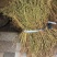 新货广西软肝草条子切片都有