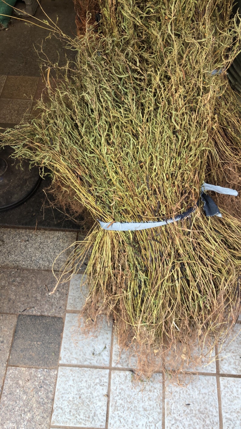 新货广西软肝草条子切片都有