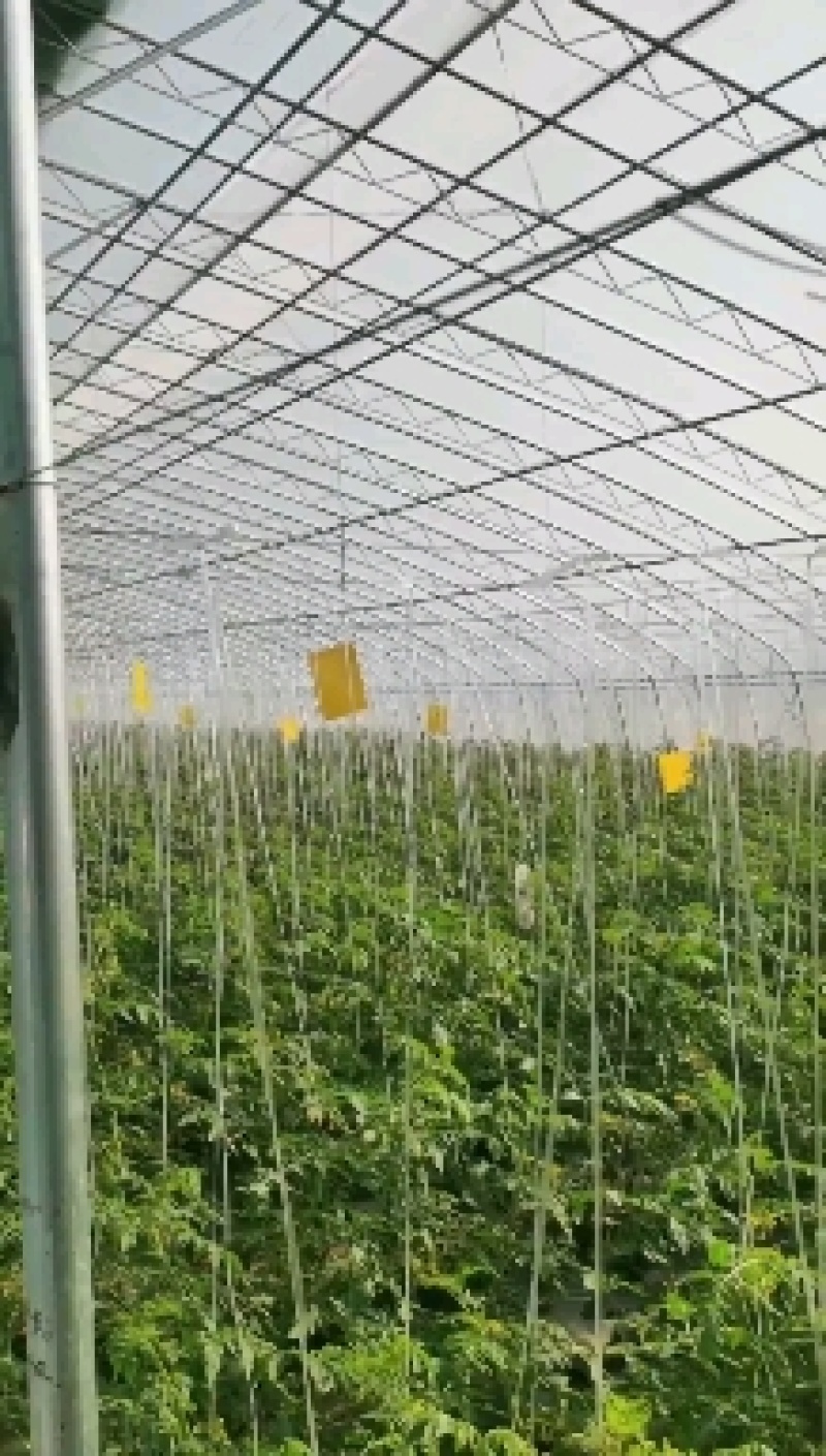 蔬菜大棚建设，大棚建设，寿光大棚推荐！！！