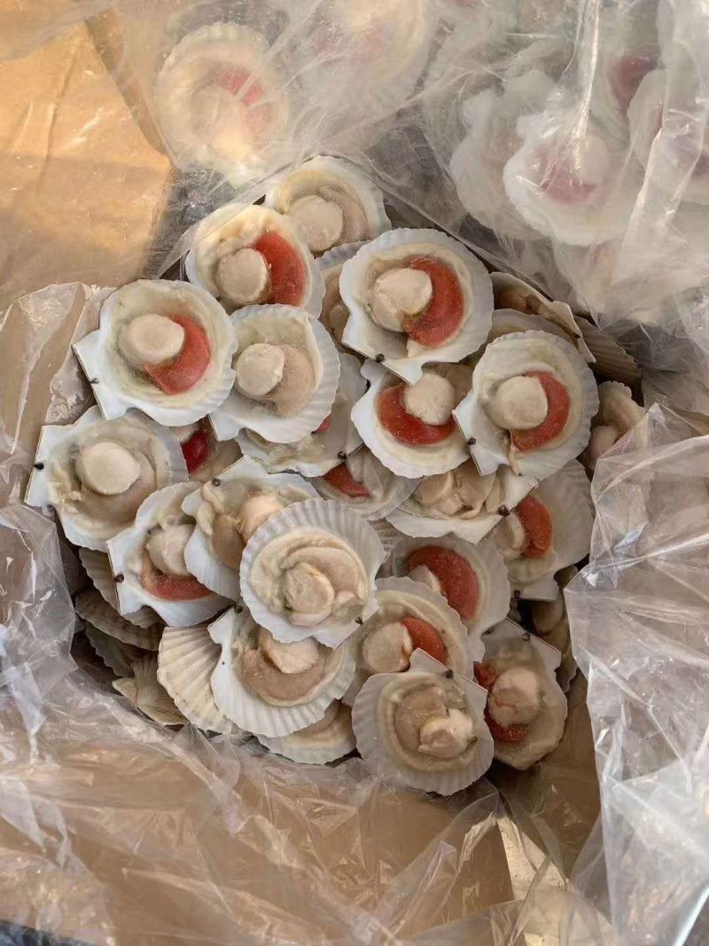 纯原汁扇贝，物美价廉