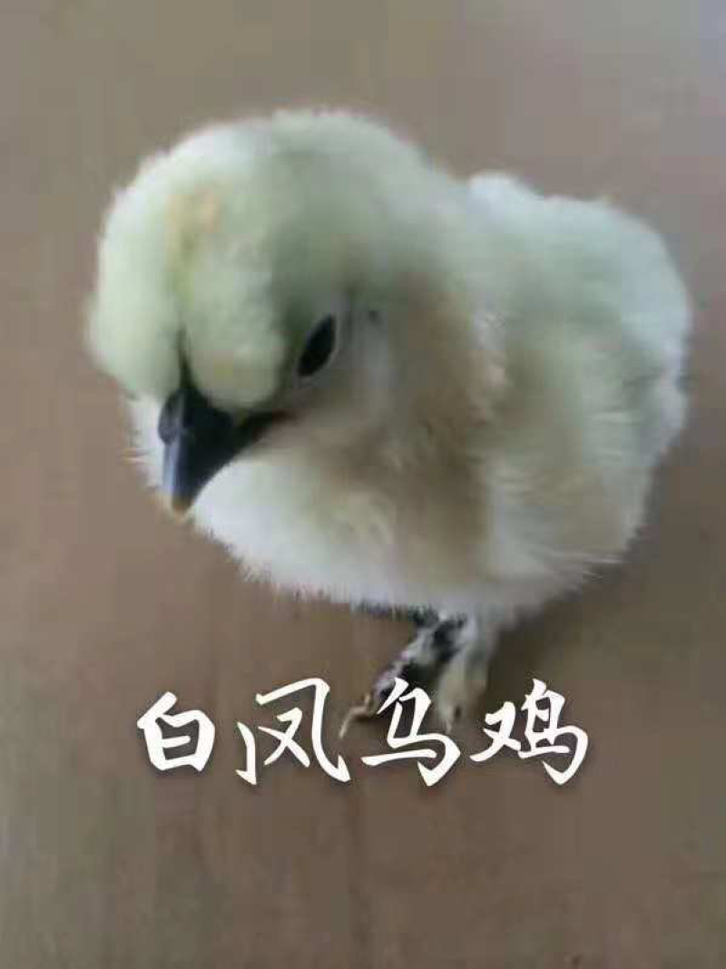 常年出售各种鸡鸭鹅苗高价回收