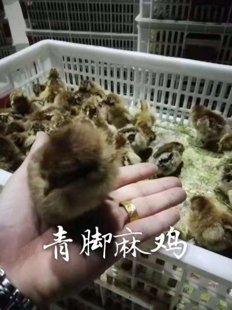 常年出售各种鸡鸭鹅苗高价回收