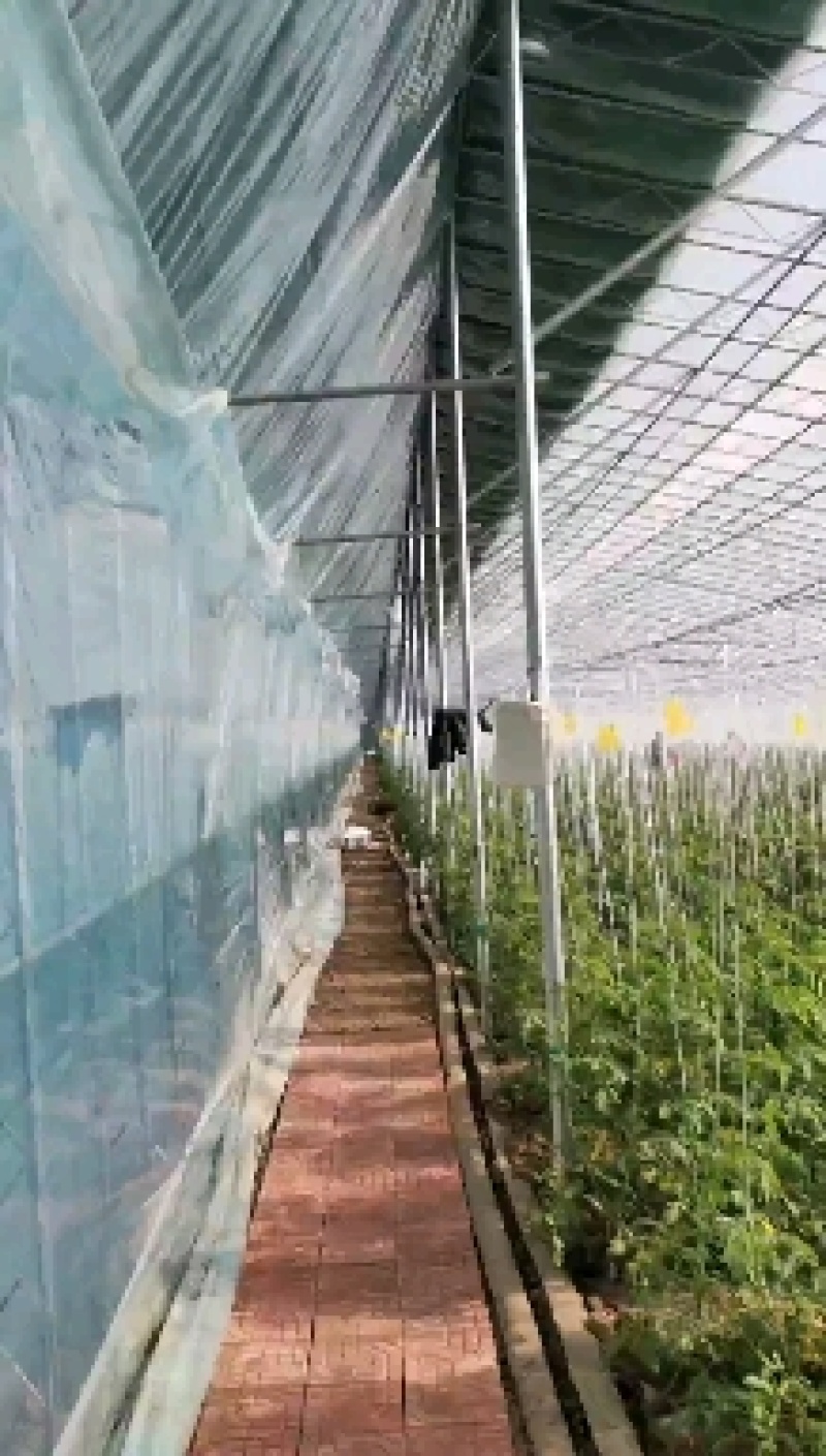 大棚薄膜，塑料薄膜，PO膜，温室薄膜，薄膜