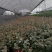 花叶络石双色20-30公分，成都基地。