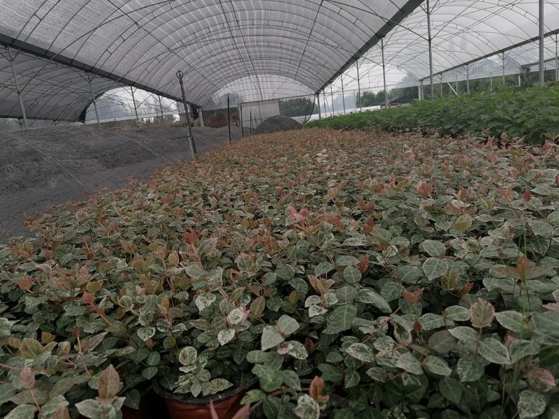 花叶络石双色20-30公分，成都基地。