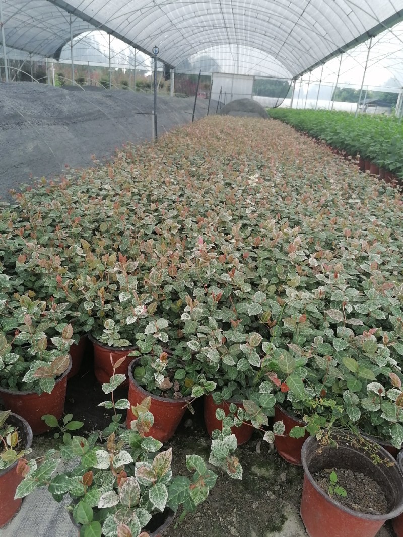 花叶络石双色20-30公分，成都基地。
