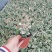 花叶络石双色20-30公分，成都基地。