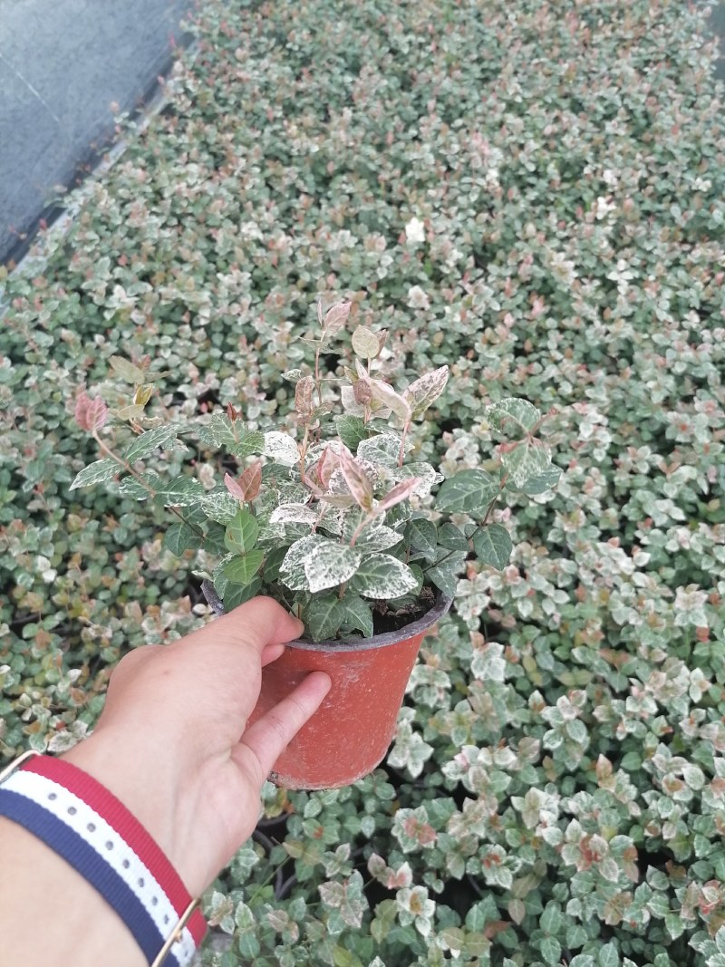 花叶络石双色20-30公分，成都基地。