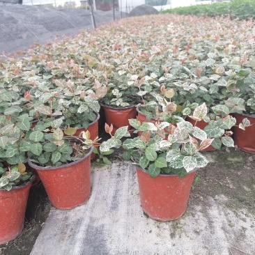 花叶络石双色20-30公分，成都基地。