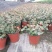 花叶络石双色20-30公分，成都基地。