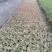 花叶络石双色20-30公分，成都基地。