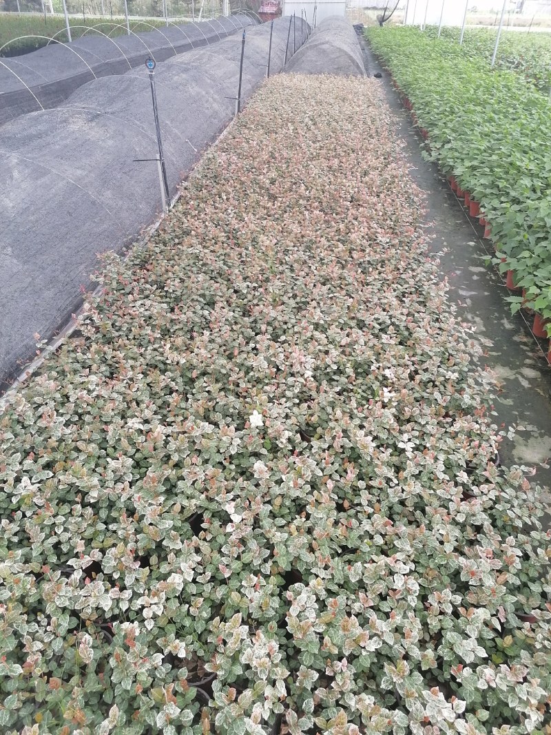 花叶络石双色20-30公分，成都基地。