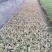 花叶络石双色20-30公分，成都基地。