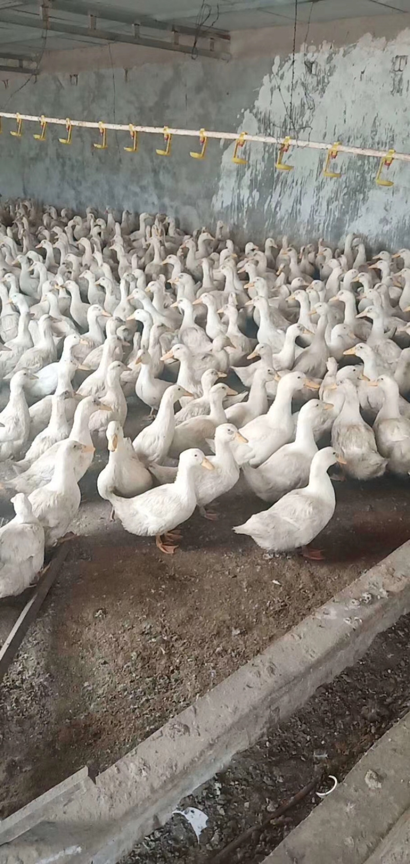 常年出售各种鸡鸭鹅苗高价回收