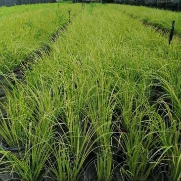 金叶菖蒲30-40公分，自然冠幅25左右