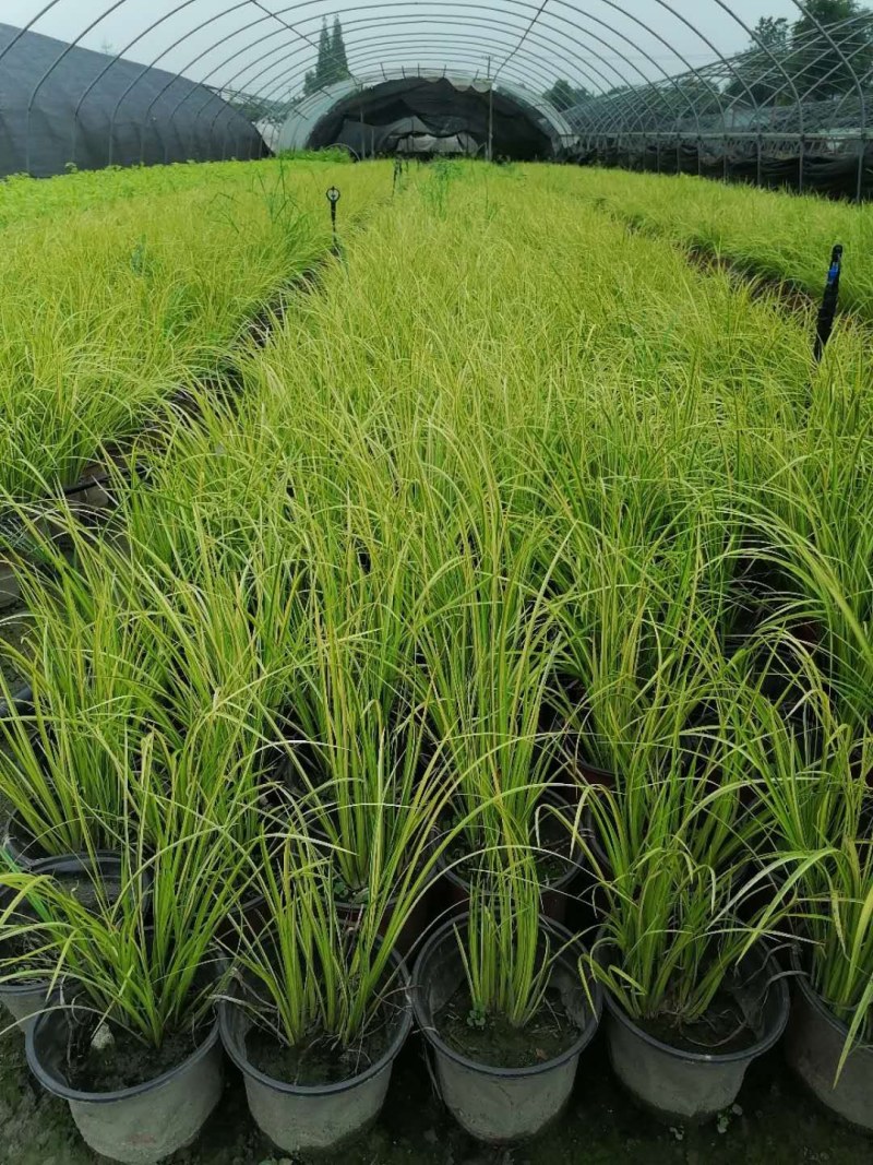金叶菖蒲30-40公分，自然冠幅25左右