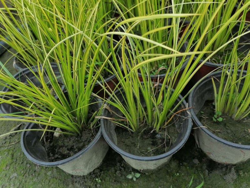 金叶菖蒲30-40公分，自然冠幅25左右