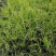 金叶菖蒲30-40公分，自然冠幅25左右