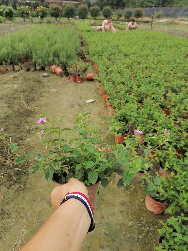 紫花马缨丹20-30公分，又名五色梅。
